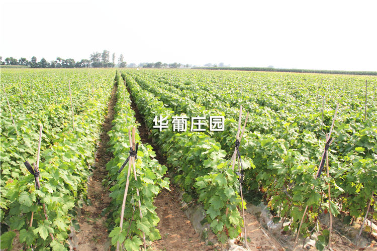 H���/䓰咁��C(j��)